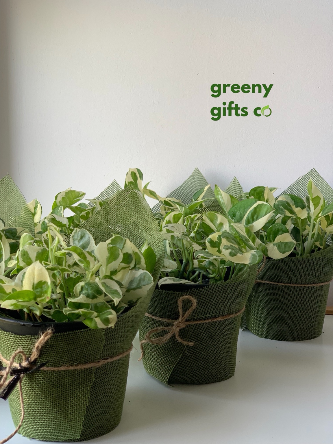 Greenygift pothos plants prepared as living gifts